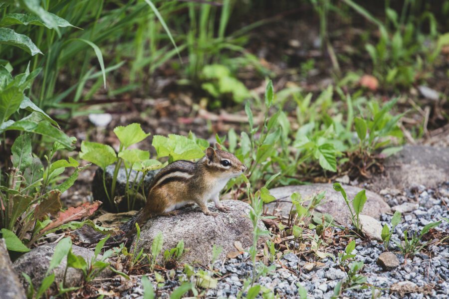 Chipmunk Animal Nature Free Stock HD Photo