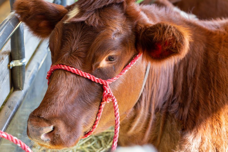 Cow Close up Free Stock HD Photo