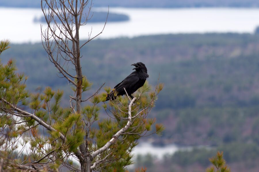 Crow Tree Animal Free Stock HD Photo