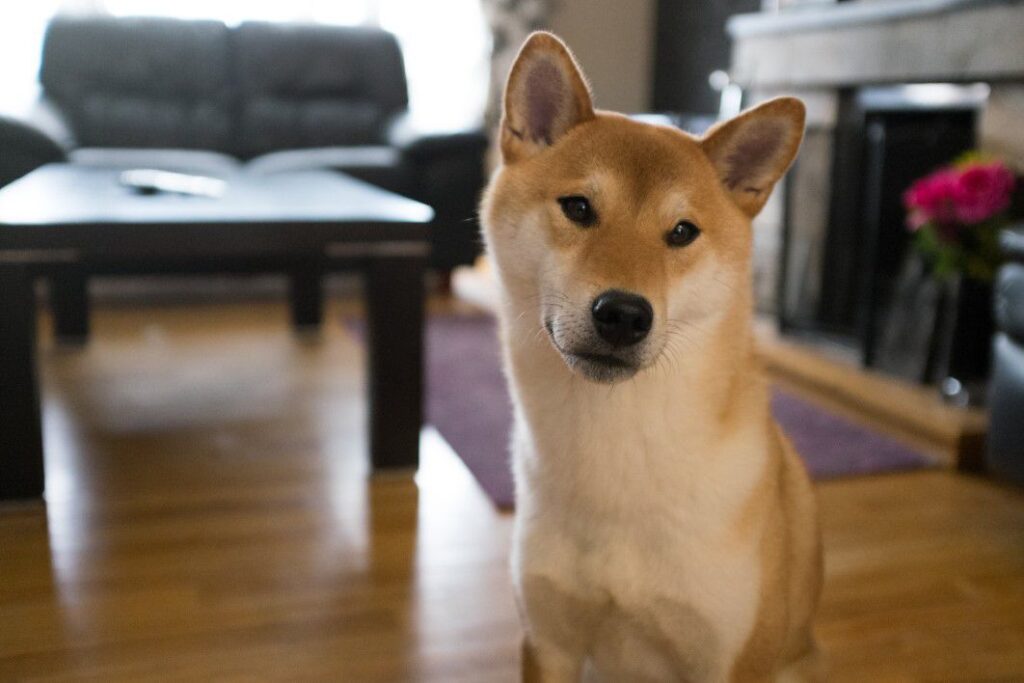 Curious Dog Free Stock HD Photo