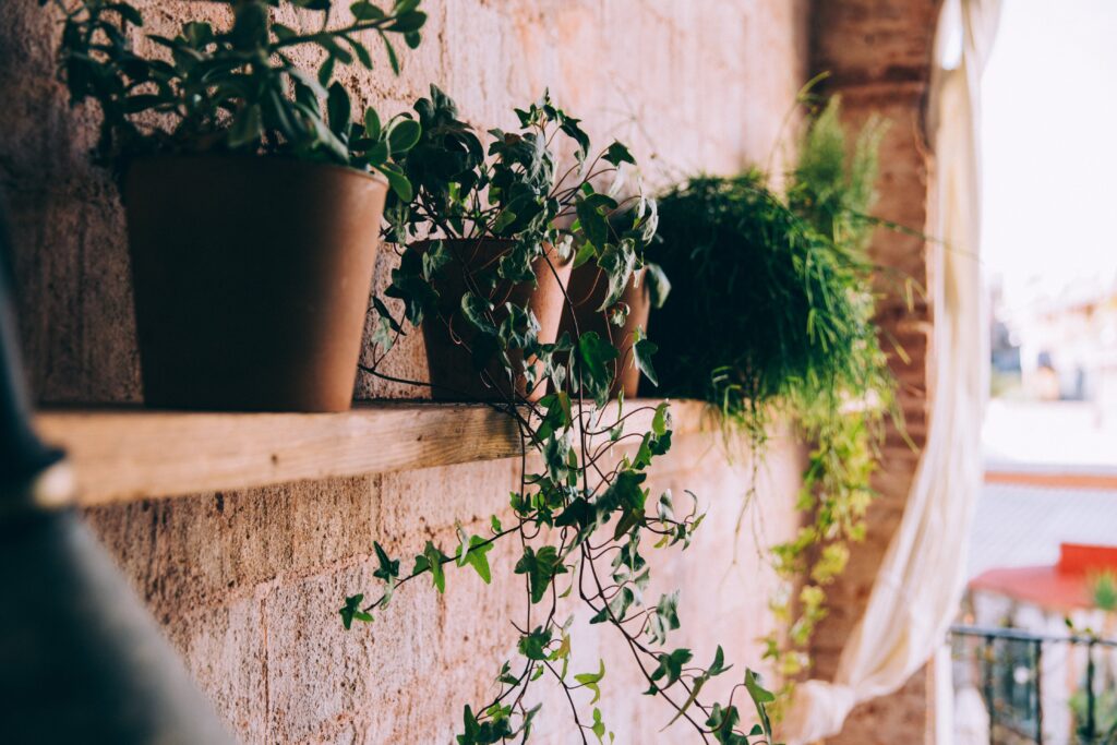 Potted Plants Shelf Free Stock HD Photo