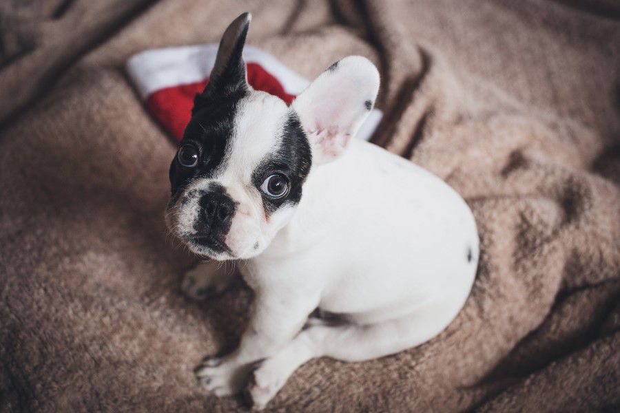 French Bulldog Free Stock HD Photo