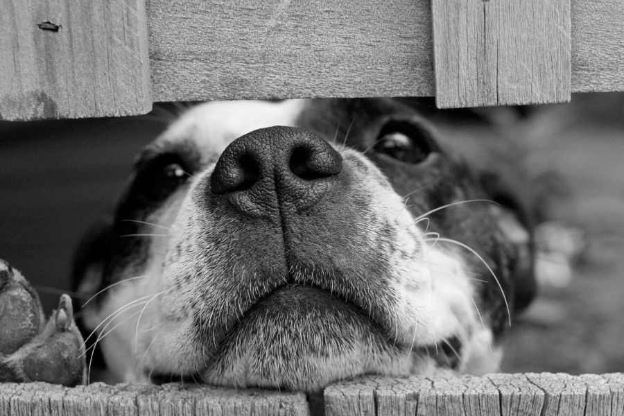 Black & White Puppy Dog Free Stock HD Photo