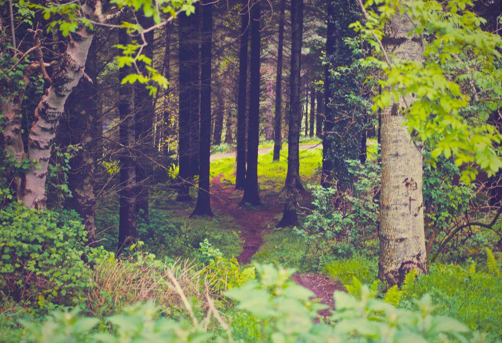 Dark Forest Free Stock HD Photo