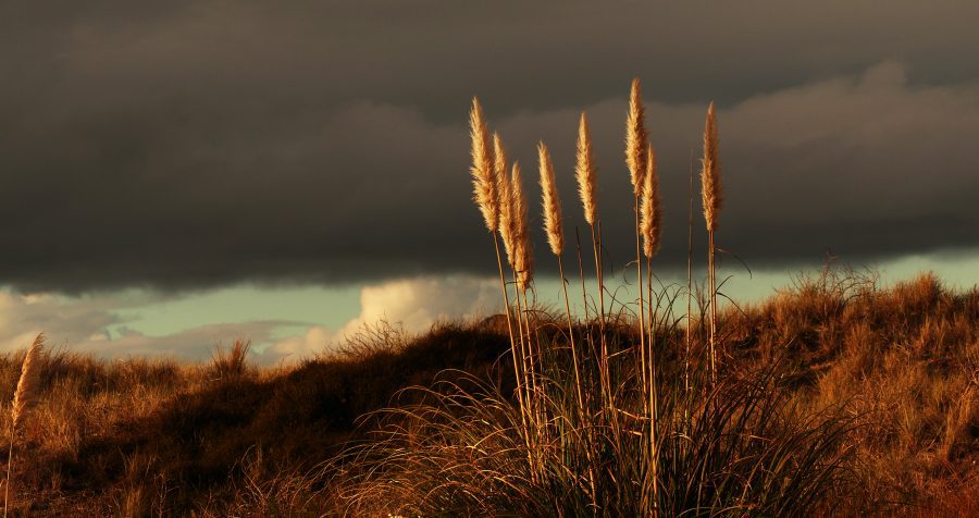 Dark Sky Over Grass Free Stock HD Photo