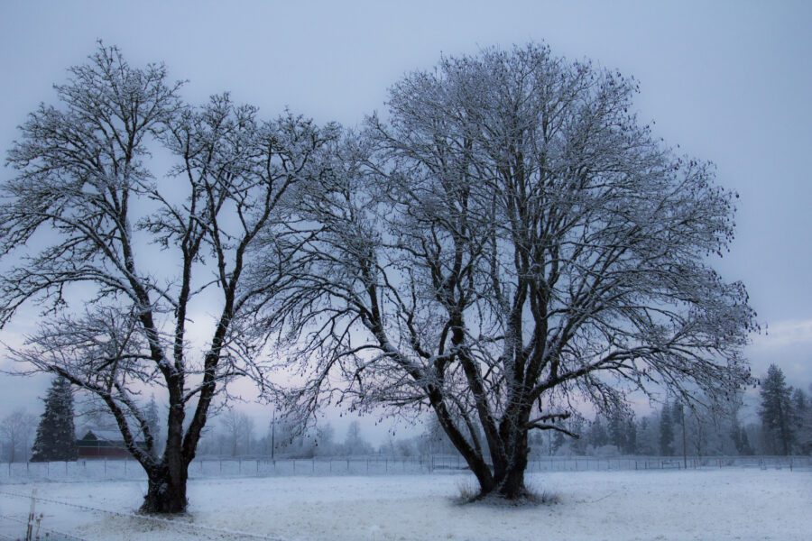 Winter Trees Landscape Free Stock HD Photo