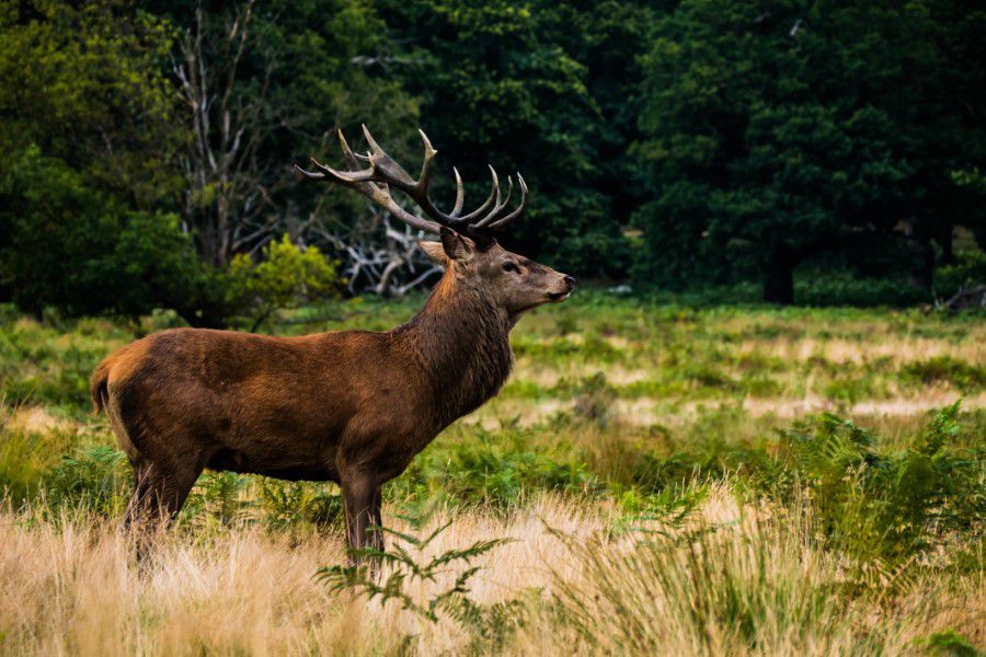 Deer in Forest Free Stock HD Photo