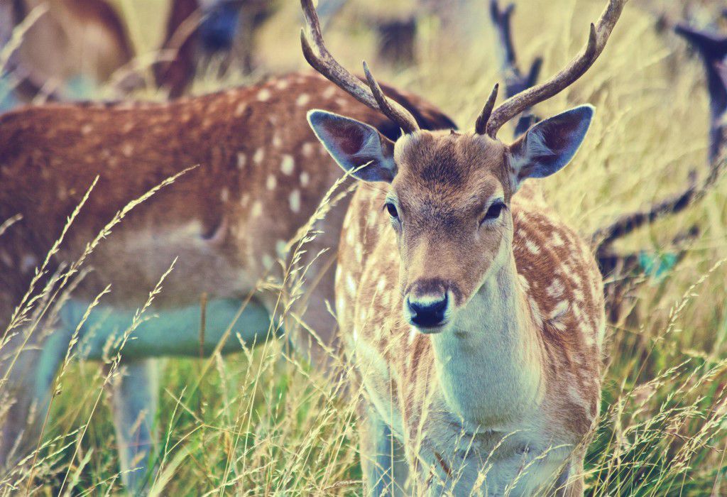 Deers Free Stock HD Photo