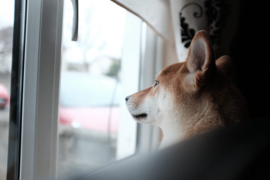 Dog Looking Out Window Free Stock HD Photo