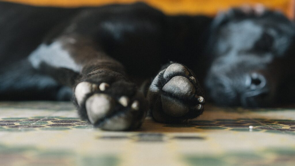 Sleeping Dog Paws Free Stock HD Photo