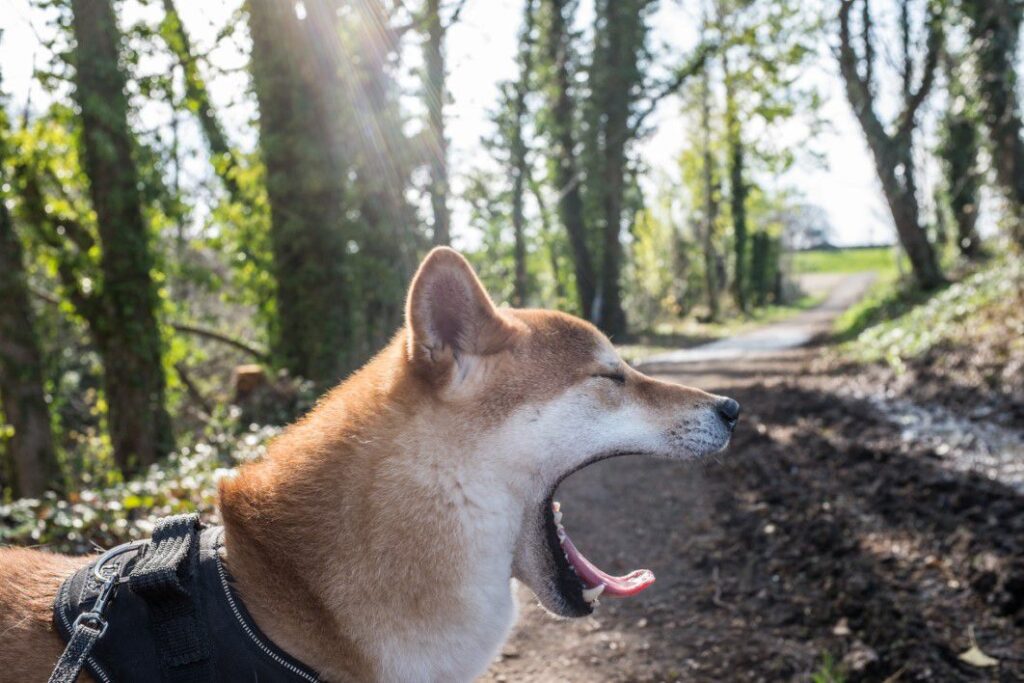 Dog Yawning Free Stock HD Photo