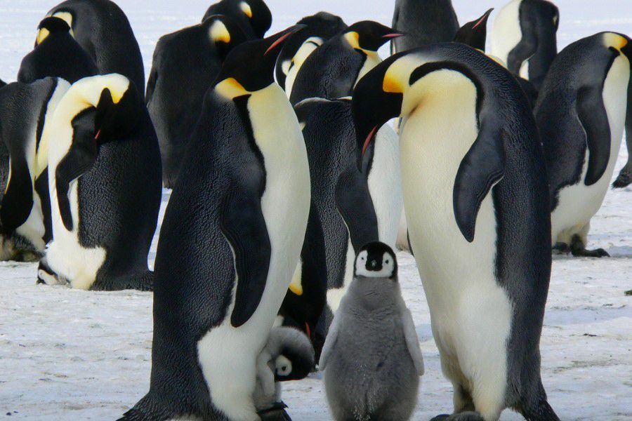 Family of Penguins Free Stock HD Photo