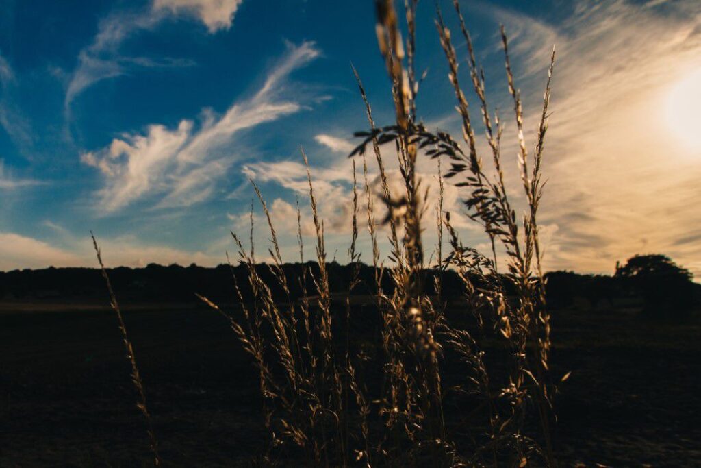 Farm Field in the Summer Free Stock HD Photo