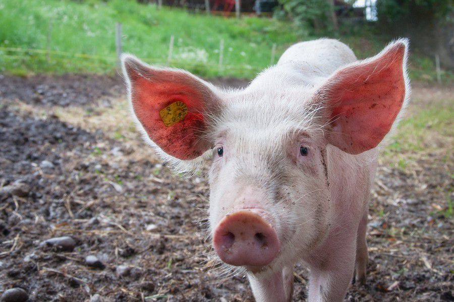 Pig Ears Free Stock HD Photo