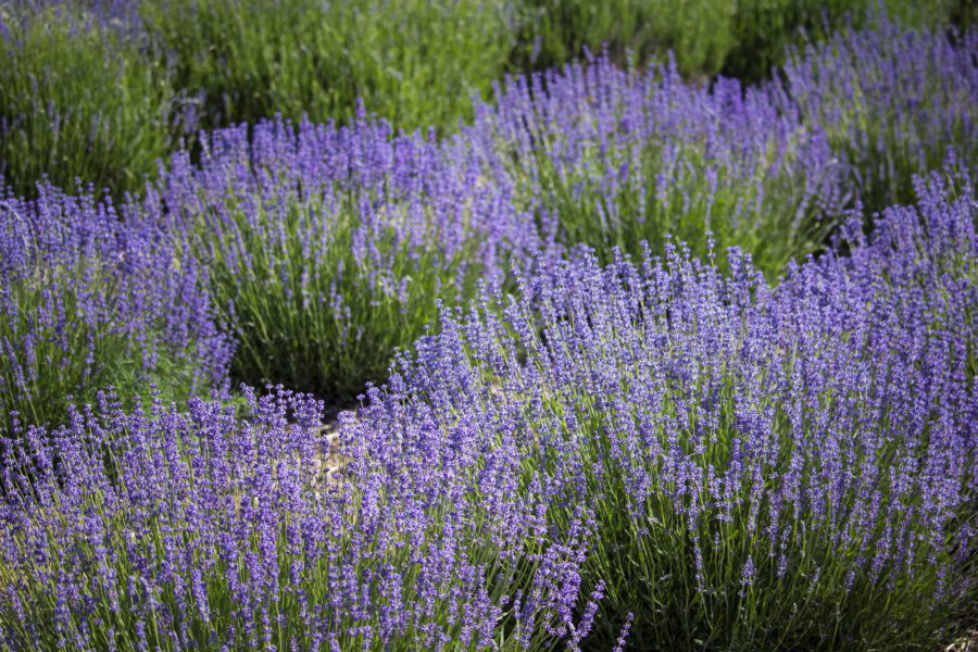 Flower Field Lavender Free Stock HD Photo