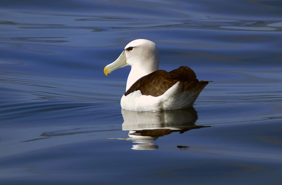 Bird Swimming Wildlife Free Stock HD Photo