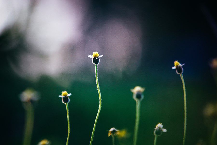 Flowers Growing in Garden Free Stock HD Photo