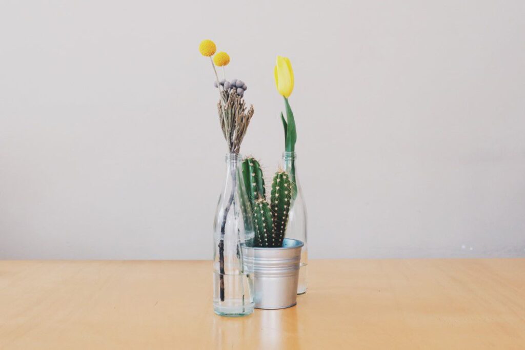 Cactus & Tulips Free Stock HD Photo