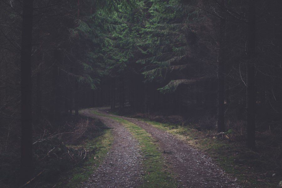 Desolate Forest Road Free Stock HD Photo