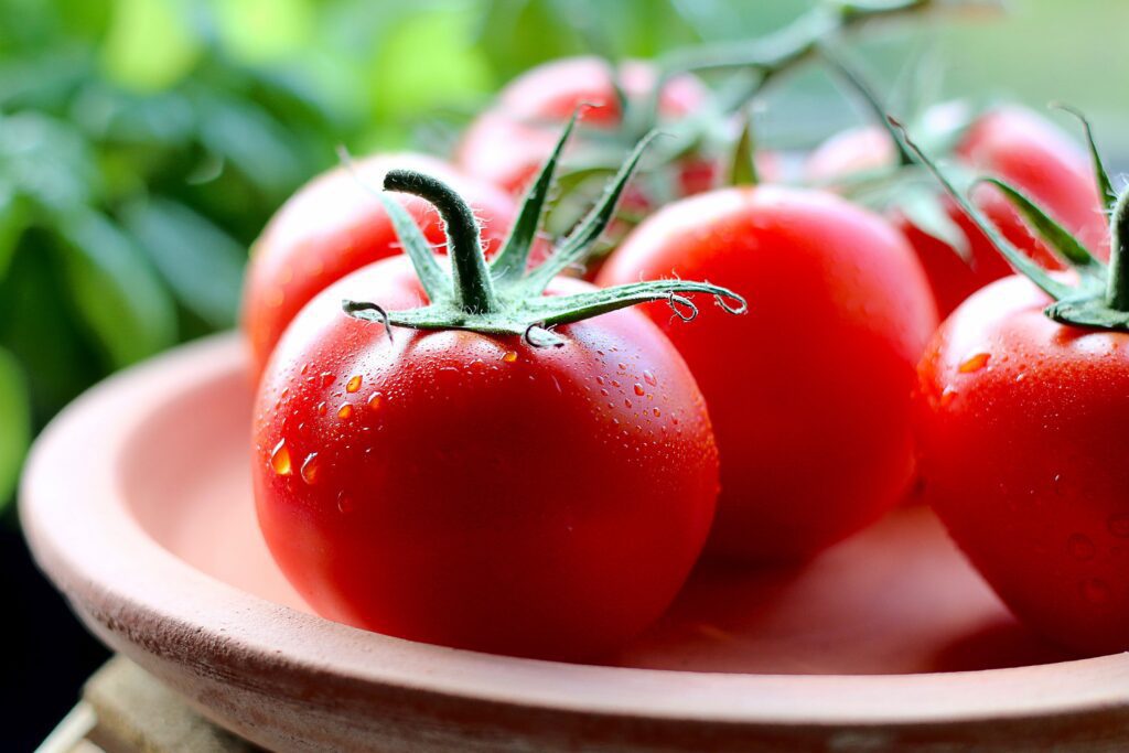 Freshly Picked Tomatoes Free Stock HD Photo