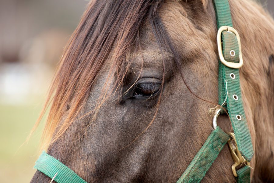 Horse Eye Close up Free Stock HD Photo