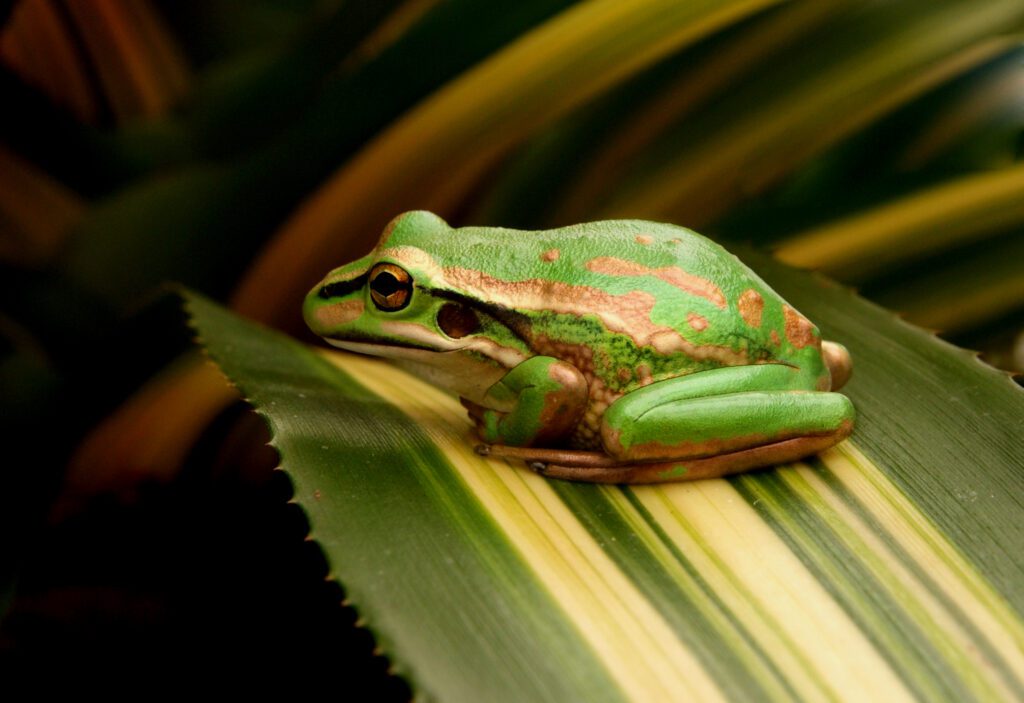 Frog Leaf Free Stock HD Photo