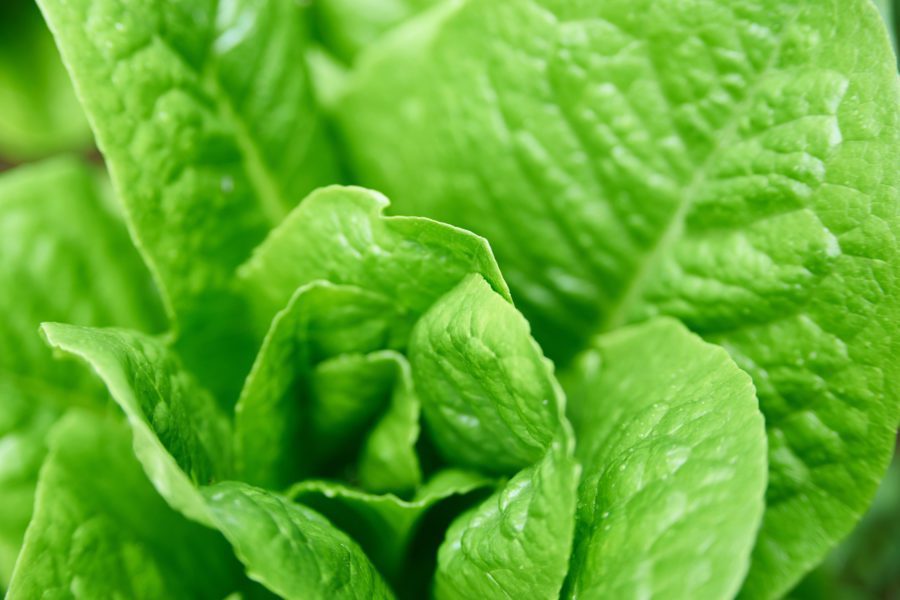 Garden Lettuce Free Stock HD Photo