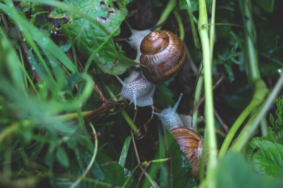 Garden Snails on Leaves Free Stock HD Photo