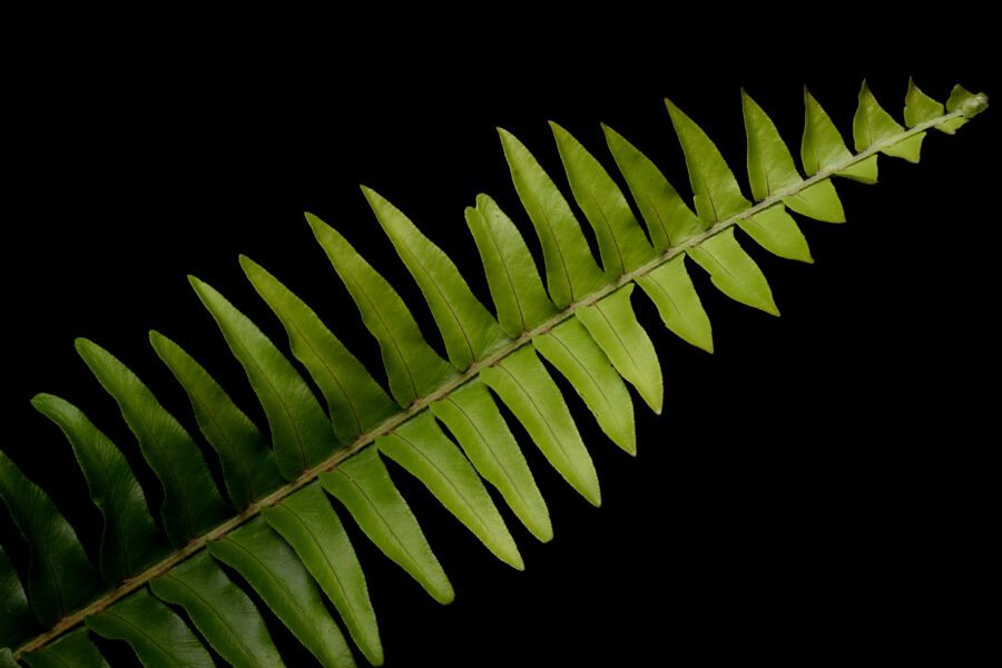 Plant Fern Background Free Stock HD Photo