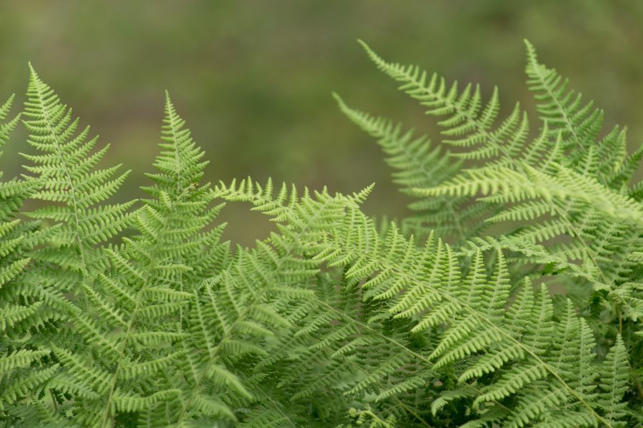 Green Ferns Free Stock HD Photo