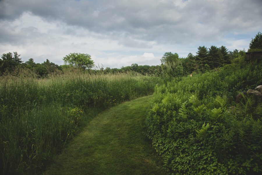 Green Field Path Free Stock HD Photo