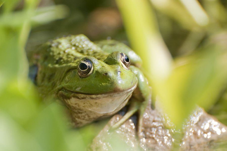 Green Frog Free Stock HD Photo