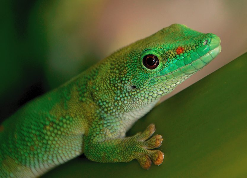 Gecko Free Stock HD Photo