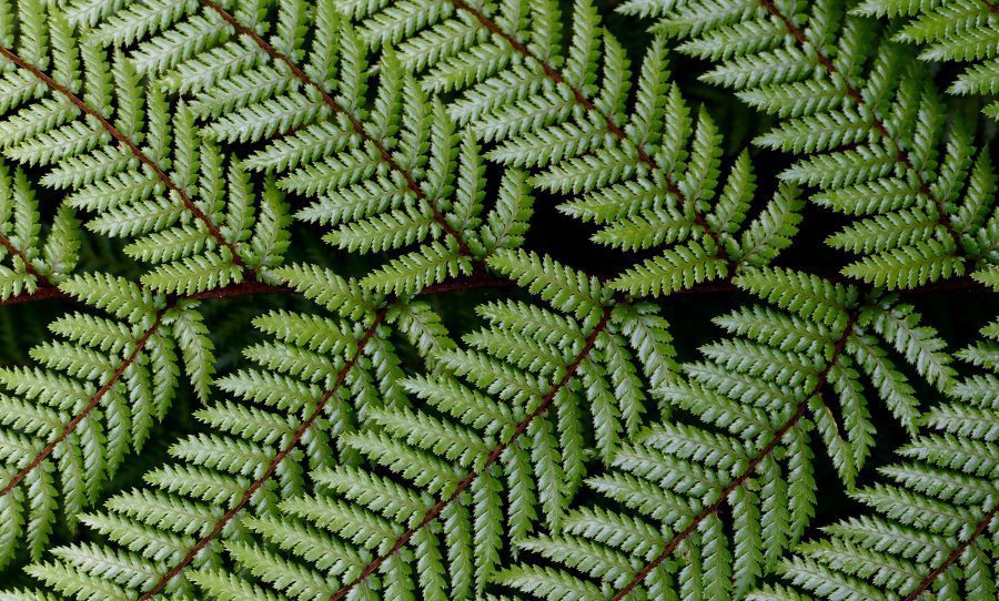 Green Fern Pattern Free Stock HD Photo