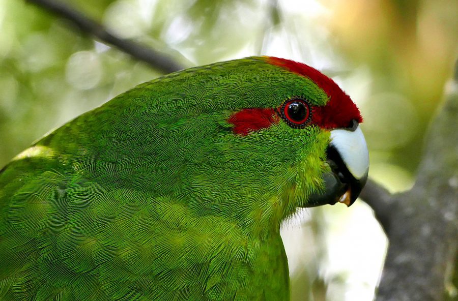 Tropical Parrot Free Stock HD Photo