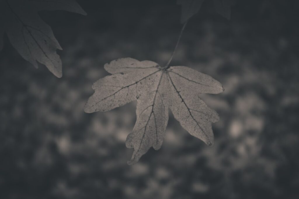 Greyscale Autumn Leaf Free Stock HD Photo