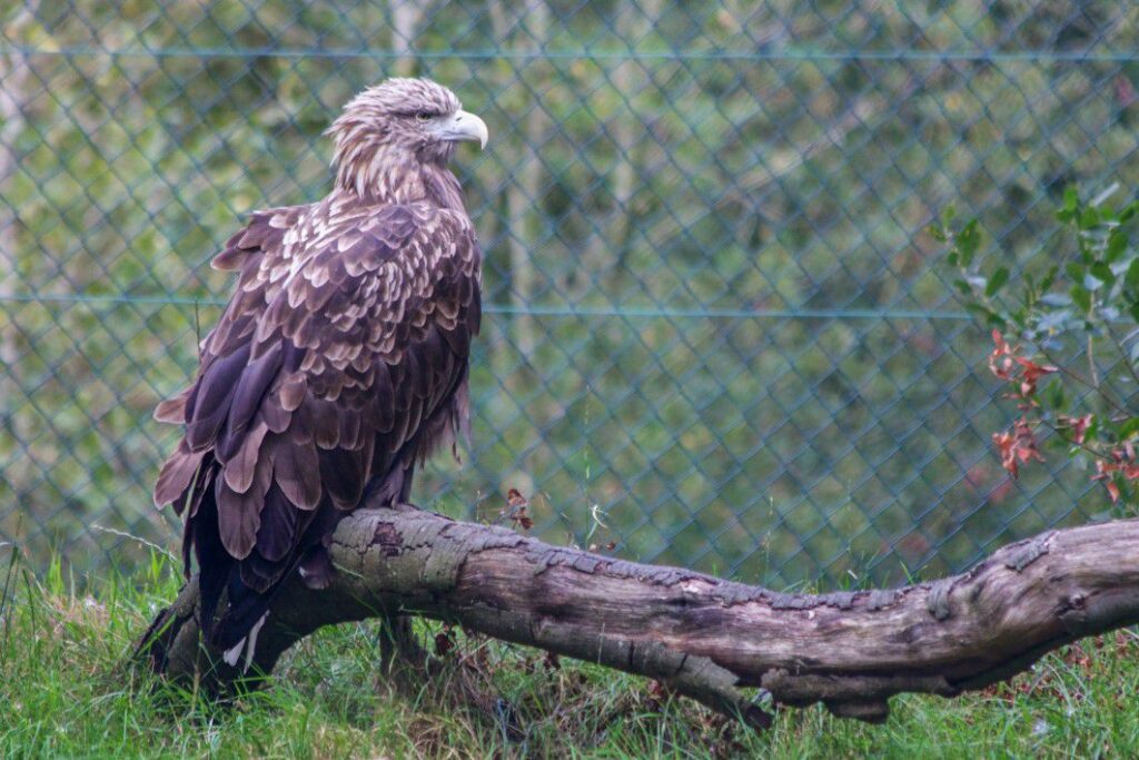 Hawk Bird Of Prey Free Stock HD Photo