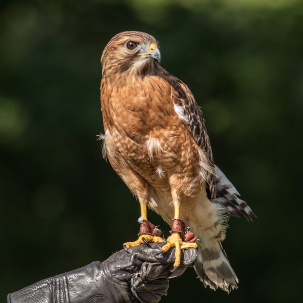 Hawk Perched Free Stock HD Photo