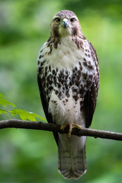 Hawk Bird Animal Free Stock HD Photo