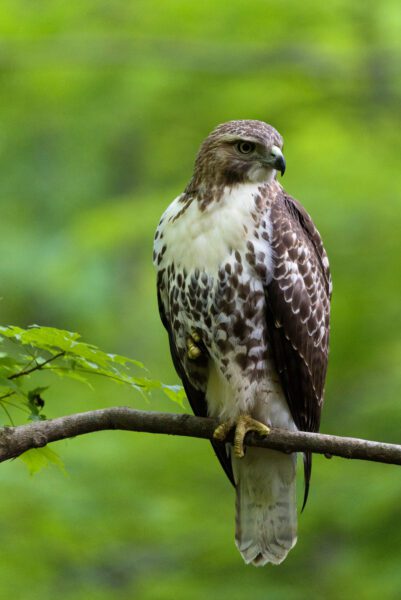 Bird Hawk Animal Free Stock HD Photo