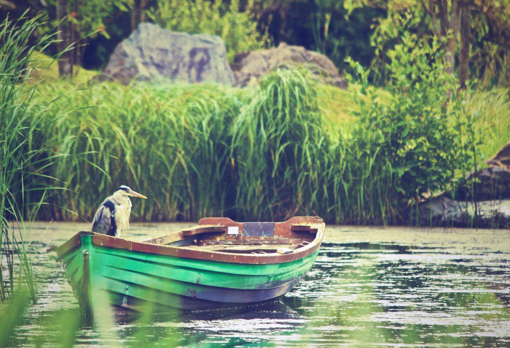 Heron in a Boat Free Stock HD Photo