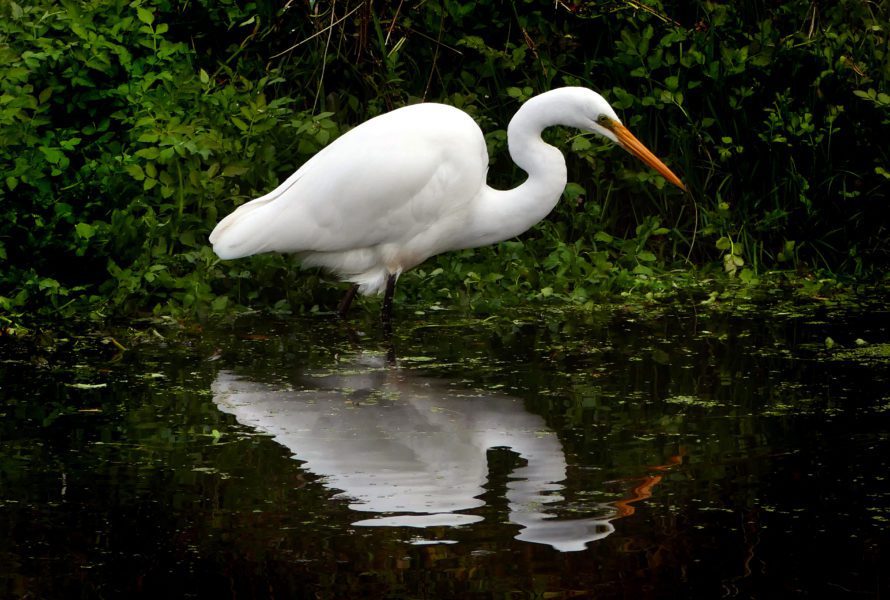 White Heron Water Free Stock HD Photo