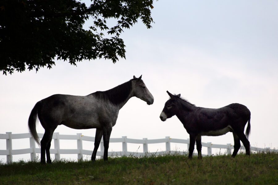 Horses Pasture Fence Free Stock HD Photo