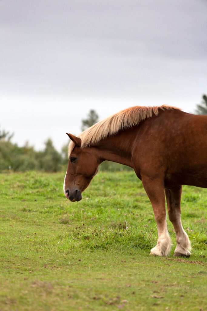 Horse Pasture Free Stock HD Photo