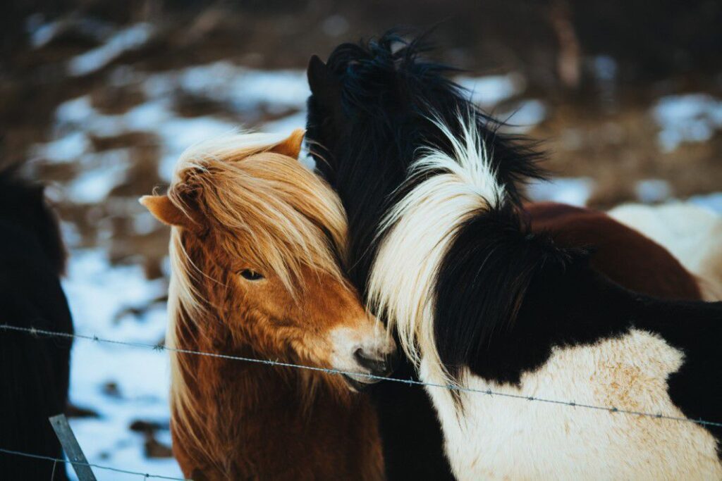 Horses in Winter Field Free Stock HD Photo