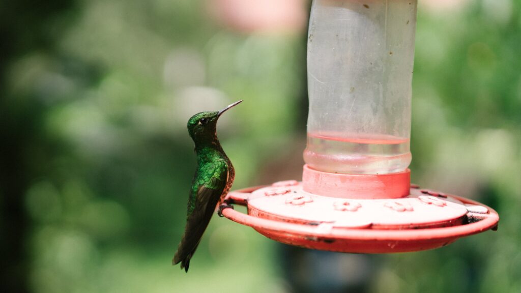 Hummingbird Animal Nature Free Stock HD Photo