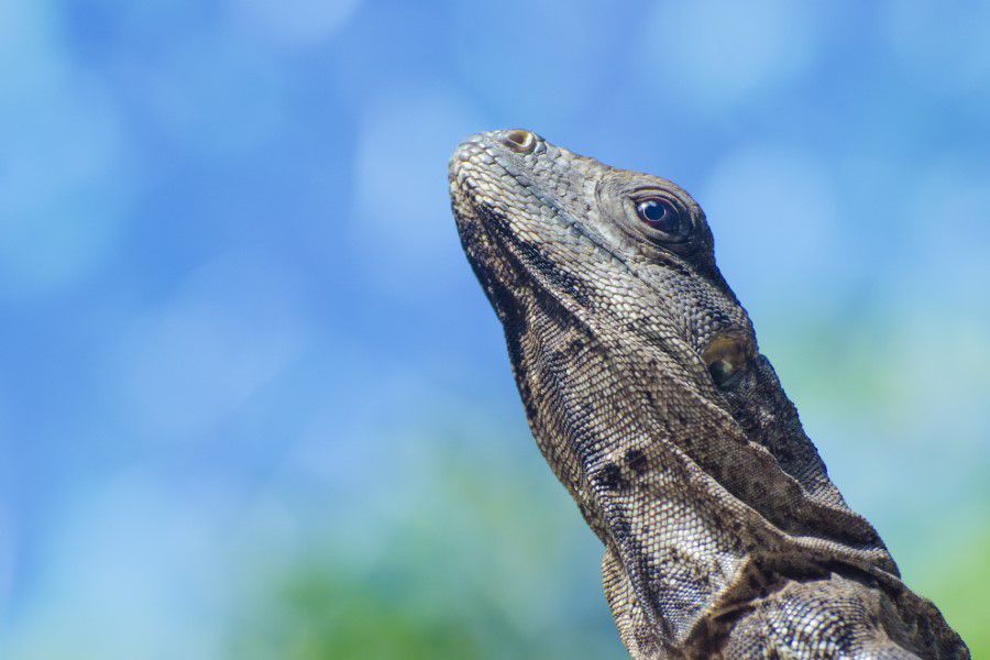 Iguana Lizard Free Stock HD Photo