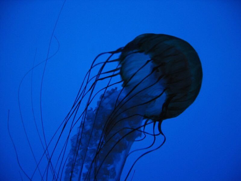 Jelly Fish Blue Free Stock HD Photo