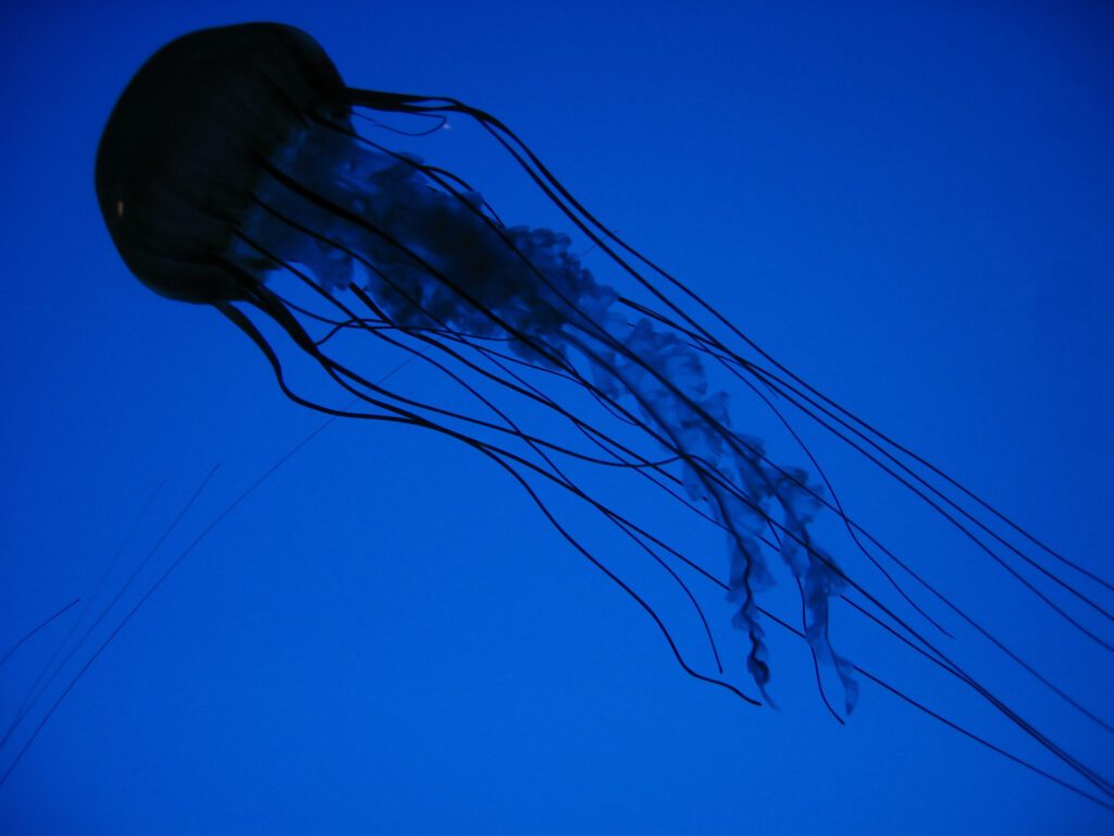 Jellyfish Blue Water Free Stock HD Photo