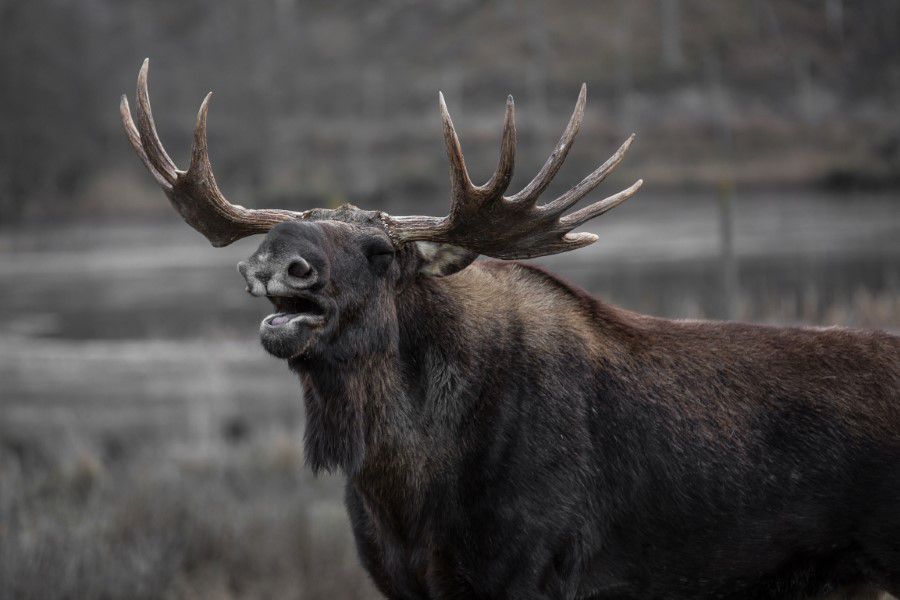 Large Moose Free Stock HD Photo